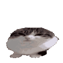 animan