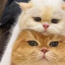 evlikedy