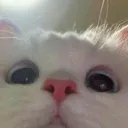 catuwu