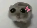 kedi