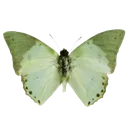 6396butterflysage