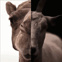 Goats