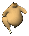 tavuk