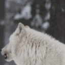 howl28