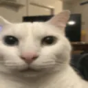 coolkedi