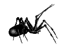 Spider_1