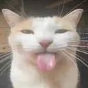 bleh