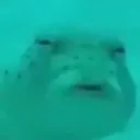 greenfish