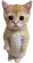 reshad__catt