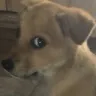 wha