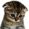catsad