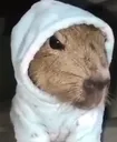 capybara