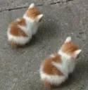 ikikedycik