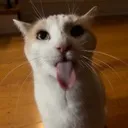 blep