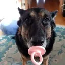 bubbadog