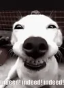 cheese