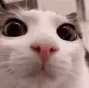 huh