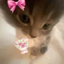 ribboncat
