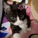 catselfie