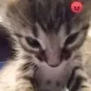 kitten