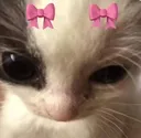 kitten