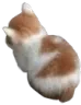 zgnkedy