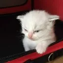 hih