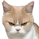 kizginkedy