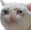 sadkeddy