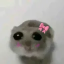 iekhamster