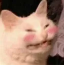 blushedcat