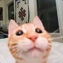 rx_kedi2