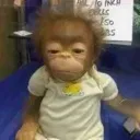 maymuncuk