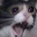 kedi