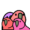 1752_quadparrot