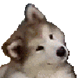 confuseddog