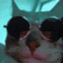 catparty