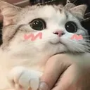 cutecat