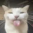 israilkedi