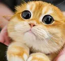 pretty_pls