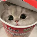 noodlekitty