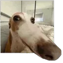 snifsnif