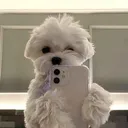 selfiedog