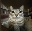 stare