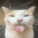 bleeh
