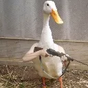 angryduck