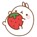 cilek_tavsan