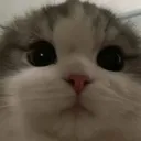 tanais_kedicik