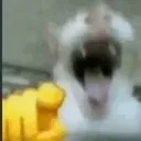 hahakedi