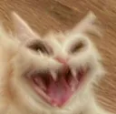 z_kitty